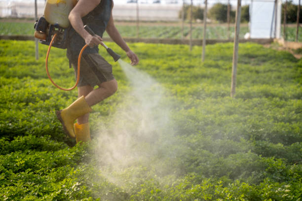 Best Ant Control Services  in Centerton, AR